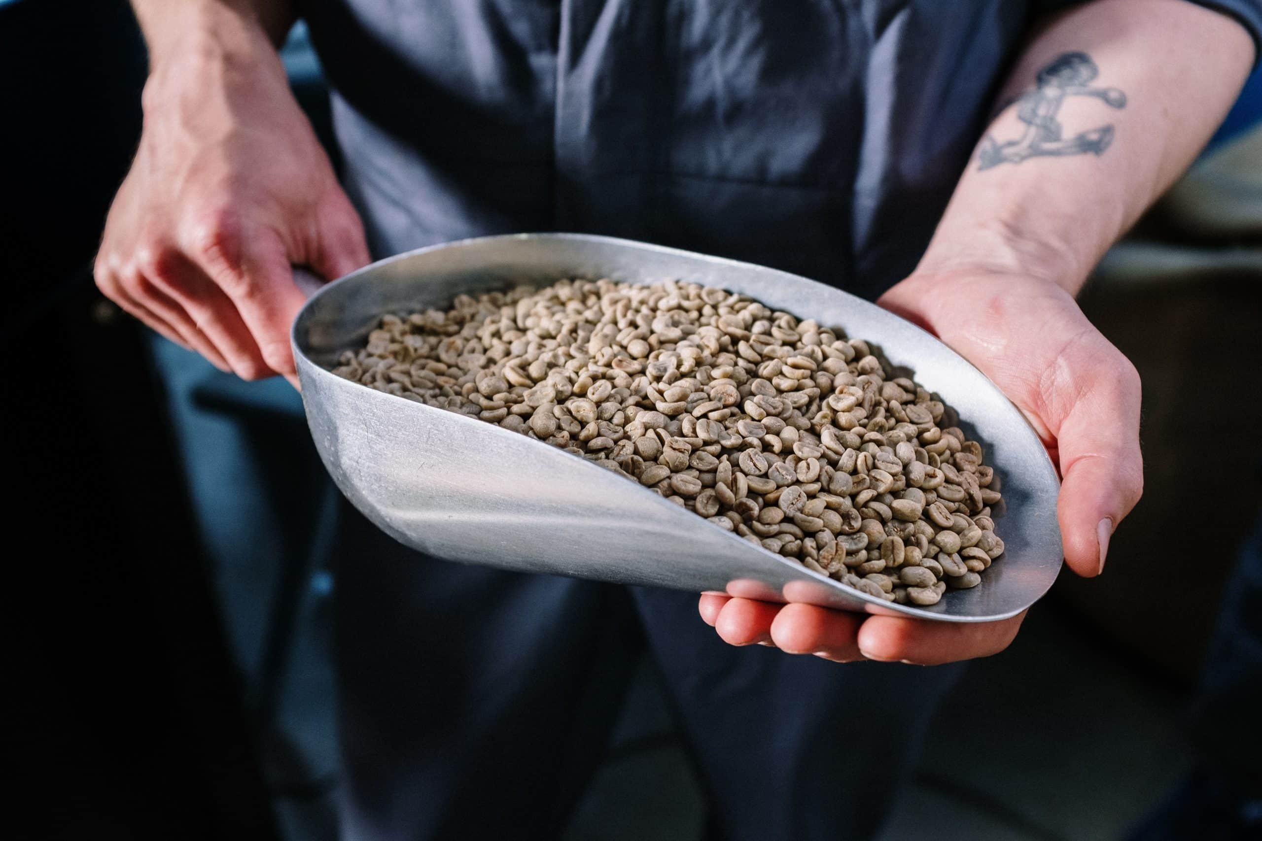 Image of a roaster holding a scoop with green coffee beans inside